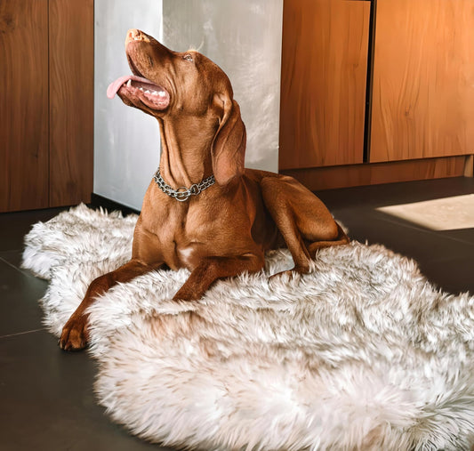 Luxus Kunstfell Orthopädisches Hundebett, Memory Foam Hundebett für kleine, mittlere, große und XL Haustiere, Flauschiger Welpenteppich mit wasserdichtem und waschbarem Softbezug, Knochenweiß (riesig)